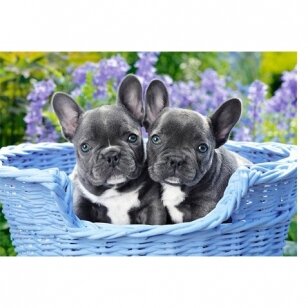 Castorland dėllionė  French Bulldog Puppies 1000 det.