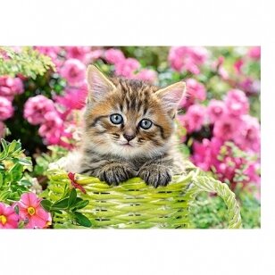 Castorland dėlionė Kitten in Flower Garden 500 det