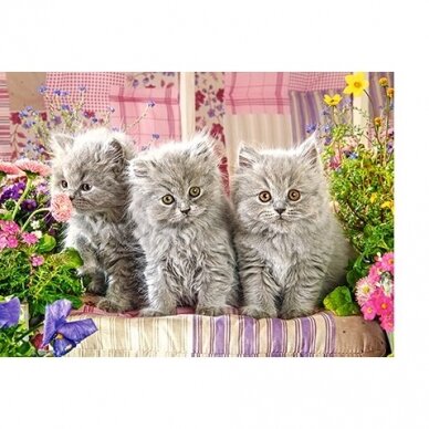 Castorland dėlionė Three Grey Kittens 300 det. 1