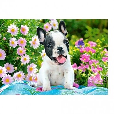 Castorland dėlionė  French Bulldog Puppy 500 det 1