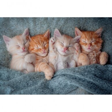 Castorland dėlionė The Sweetest Kittens 1000 det. 1