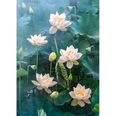 CherryPazzi dėlionė White Lotus 1000 det. 3