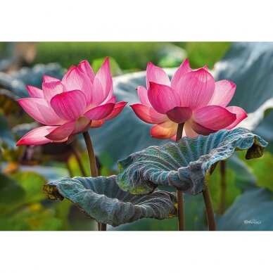 CherryPazzi dėlionė Pink Lotus flowers 500 det 4