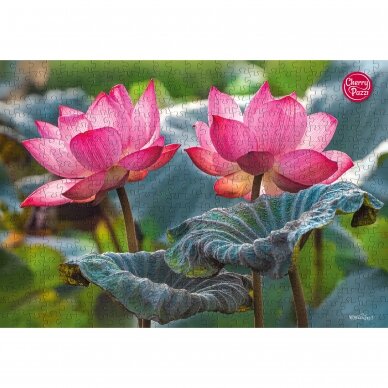 CherryPazzi dėlionė Pink Lotus flowers 500 det 5