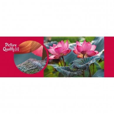 CherryPazzi dėlionė Pink Lotus flowers 500 det 1